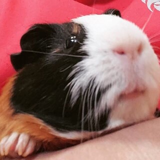 イングリッシュモルモット2歳の男の子