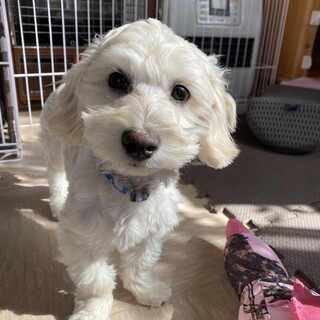 マルックスの子犬メリーちゃん