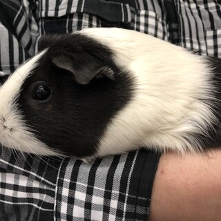 イングリッシュモルモット2歳半の女の子