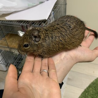 里親募集 デグー 雄 