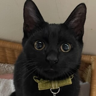 天然過ぎるおっとり黒猫のイケニャン☆アラン君❣️