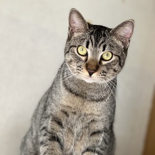 元気なキジトラ　コテツ