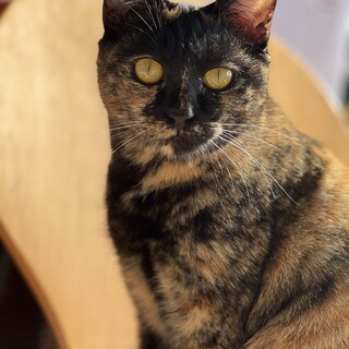 サビ猫好きさんなら！　国子ちゃん