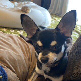 もうすぐ6か月！人も犬も大好き！チワワの黒豆くん♪