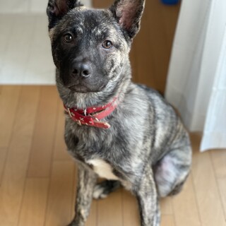 優しくて甘えん坊なイケメンせいが❤️野犬にも家族を