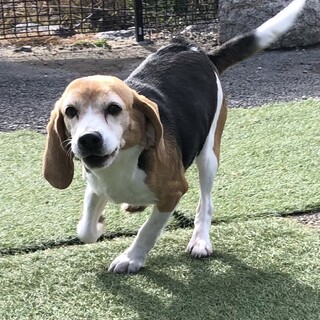 トライアル決定の為一時停止ミニ〜ちゃん