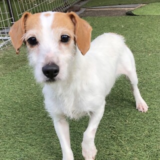 トライアル決定につき一時停止。しんちゃん