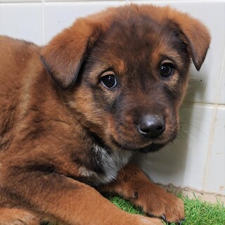 3-3-656◆可愛い子犬◆家族に迎えませんか？