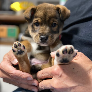 フレンドリー✴︎タケちゃんの家族を探してます。