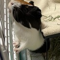 里親決定しました。