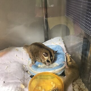 フクロモモンガ男の子・女の子