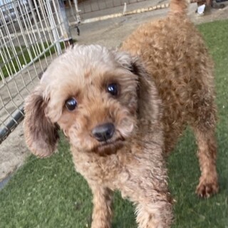 トライアル決定につき一時停止。つくねちゃん