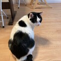 里親募集しています