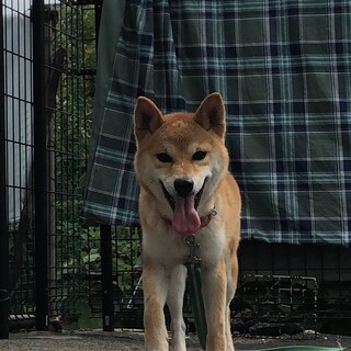 トライアル決定のため、一時停止。美人なひかりちゃん