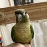 源太