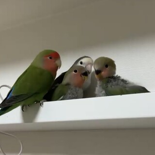 コザクラインコ 雛 ２羽