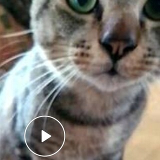 キジ猫男子あんこくん