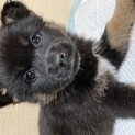 ハウル君里親様決定！