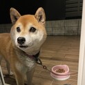 穏やかな柴犬の女の子
