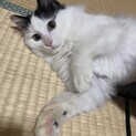 ハチワレ半長毛♡6ヶ月♂ズラ柄のラズ君♡