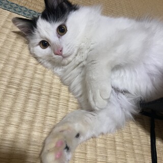 ハチワレ半長毛♡6ヶ月♂ズラ柄のラズ君♡