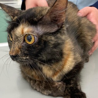 尻尾がフサフサ、若いサビ猫ちゃん！