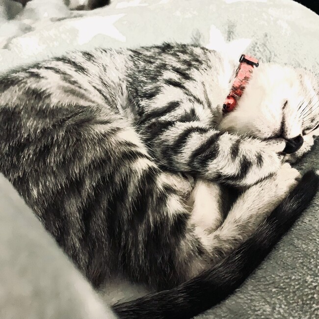 ミツにゃんのカバー写真