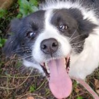 ボーダーコリー　ウル♀　