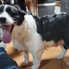 ボーダーコリー　ウル♀　 サムネイル4