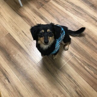 甘えんぼうの女の子 ミックス犬