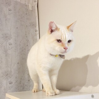 一時保護　人馴れ◎ アクアブルーアイズ
