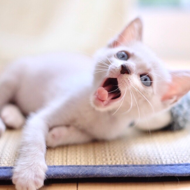 かずニャン かずニャン保護猫の譲渡会 :: ペットのおうち【里親決定30万頭！】