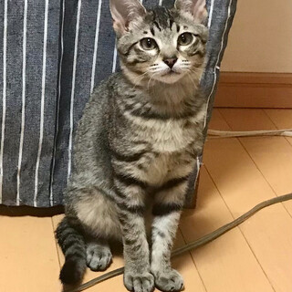 甘えた声がたまらないすあまちゃん