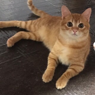 募集停止★とっても可愛い顔❤️茶トラ男子