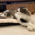 2匹の里親になってくれる方募集中です