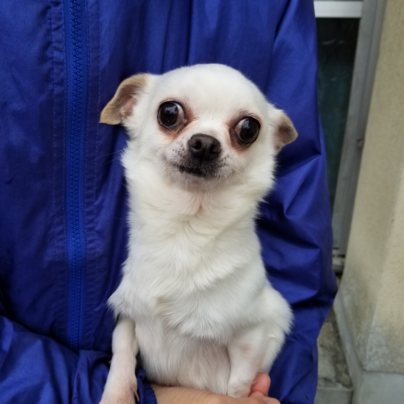 チワワ 女の子 51 兵庫県 犬の里親募集 ペットのおうち 月間利用者150万人