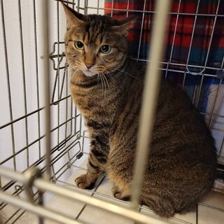 独身可イケメンだけどまだまだ人馴れ修行中