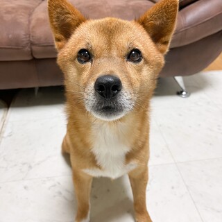 小柄でつぶらな瞳が可愛い「ポン太」mix♂