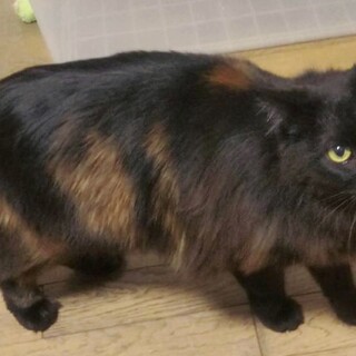 トライアル決定！珍しいサビ系の男の子です。