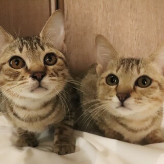 【トライアル決定！】ゴロスリなキジトラ兄妹！