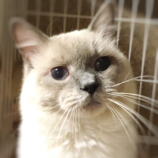 ラグドール♥️クーパーくん