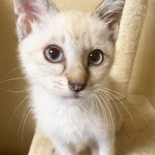 シャム風！ブルーアイの甘えん坊男子