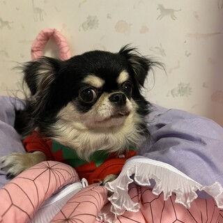 みどりちゃん　チワワ　４歳　女の子