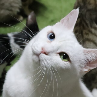 トライアル決定☆オッドアイの白猫さん！