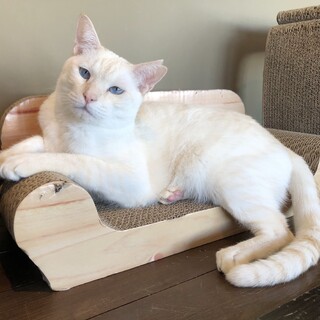 ジト目イケメン『シーザー』