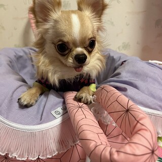 ナオ君　チワワ　１歳　男の子