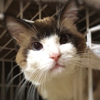 ラグドール♥️ベンくん