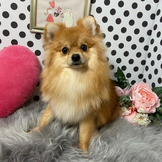 ポメラニアン:あんずちゃん
