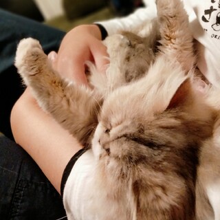 ペルシャ 甘えん坊まん丸お目目の女の子