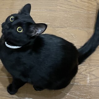 里親決定しました